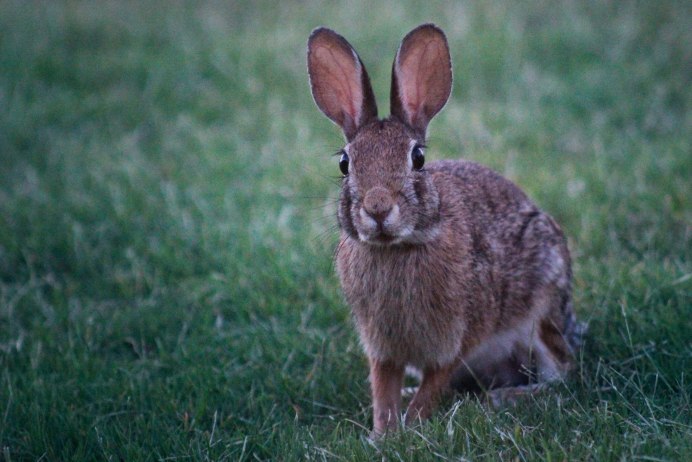 Bunolagus monticularis