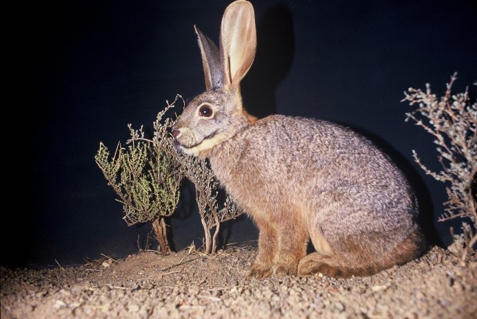 Заяц Русак (Lepus europaeus)