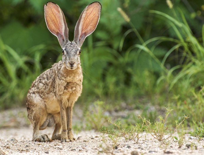 Lepus capensis