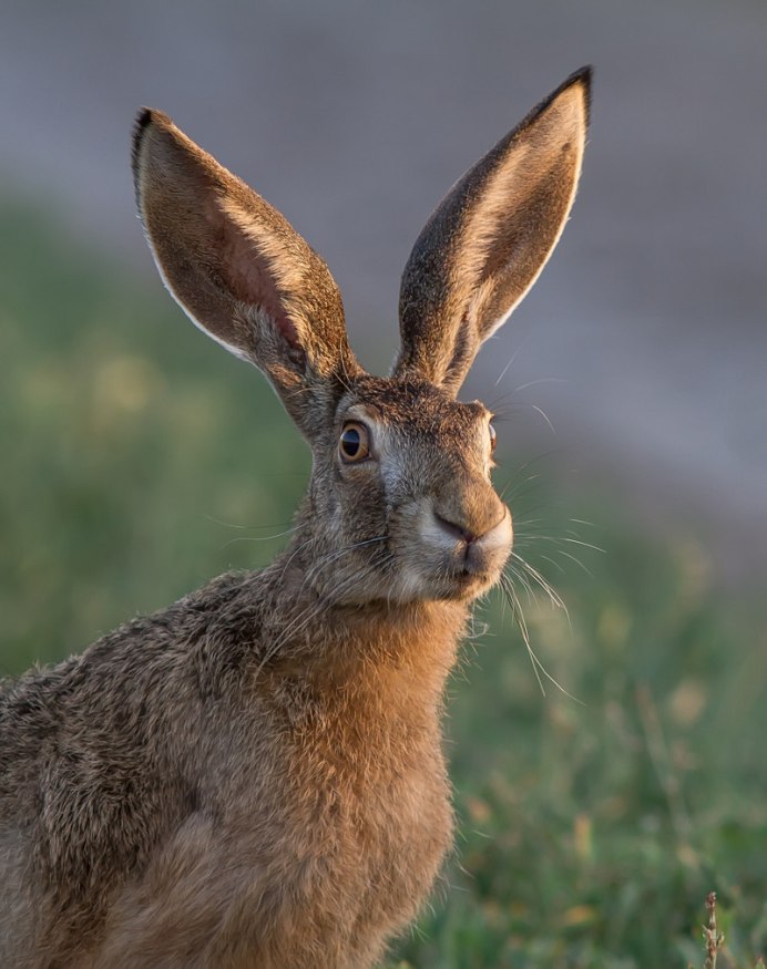 Lepus californicus Gray, 1836 - калифорнийский заяц