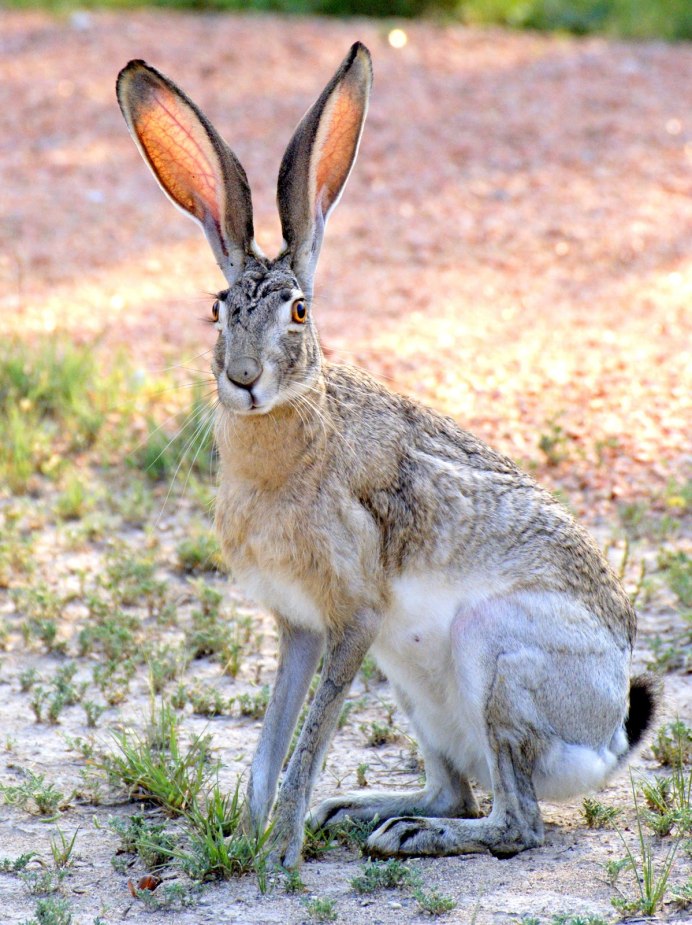 Заяц Русак (Lepus europaeus)
