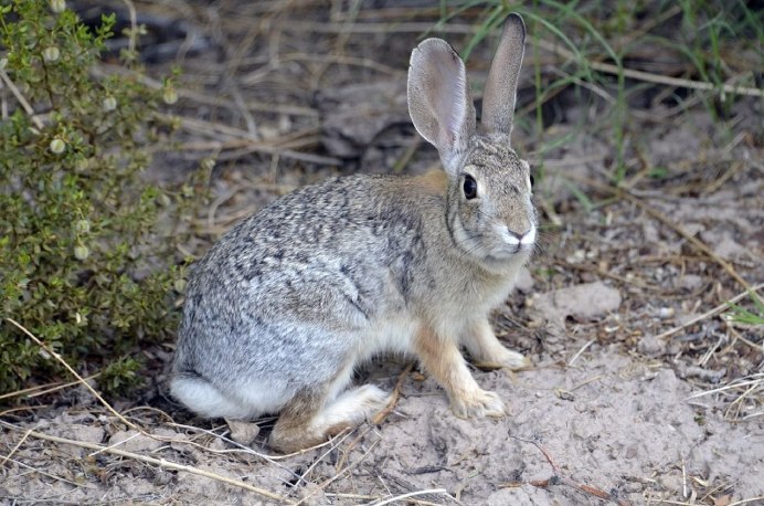 Степной кролик Sylvilagus audubonii