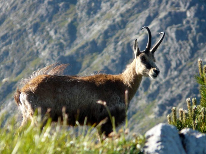 Серна (Rupicapra Rupicapra)