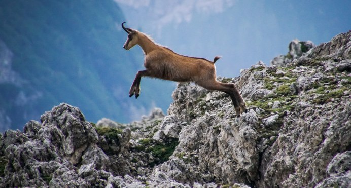 Серна (Rupicapra Rupicapra)