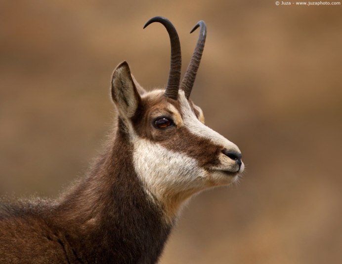 Серна (Rupicapra Rupicapra)