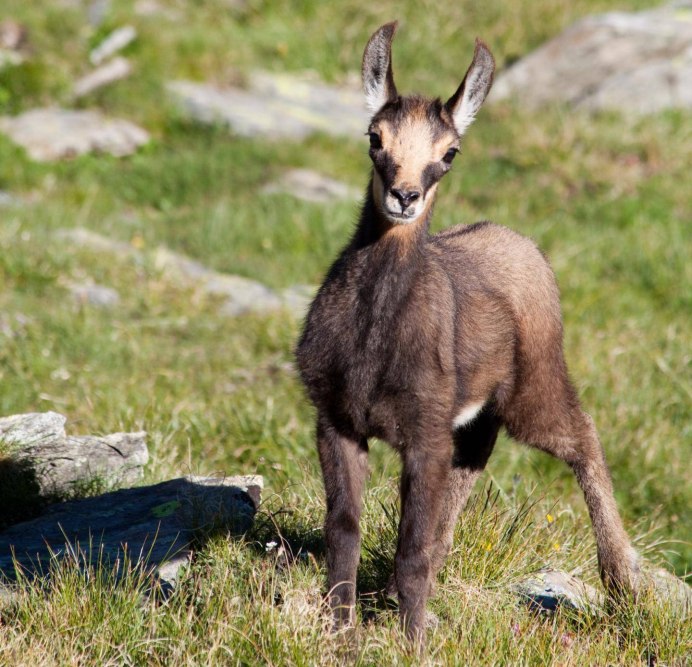 Серна (Rupicapra Rupicapra)