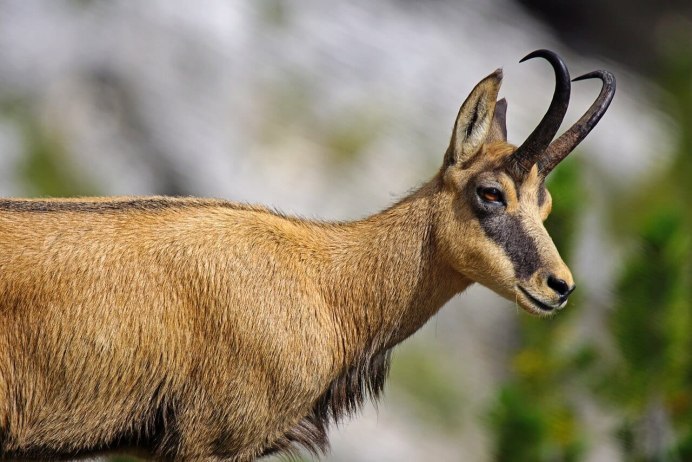 Серна (Rupicapra Rupicapra)