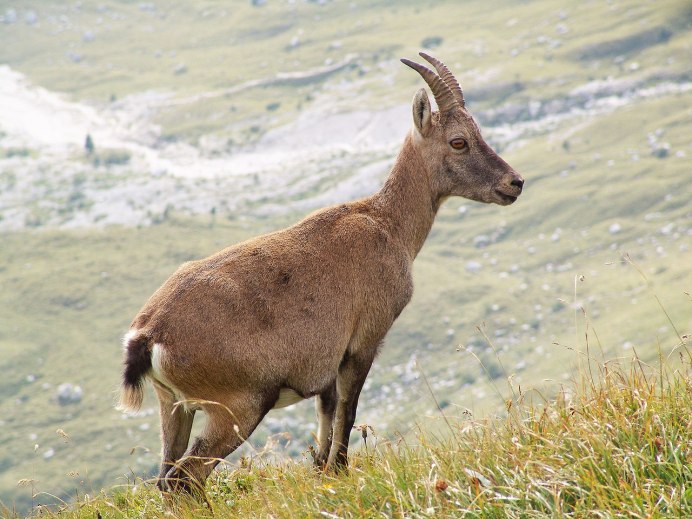 Серна (Rupicapra Rupicapra)