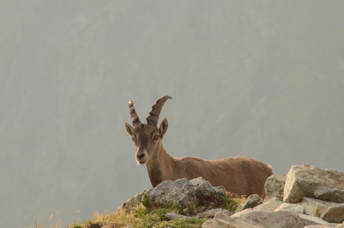 Серна (Rupicapra Rupicapra)