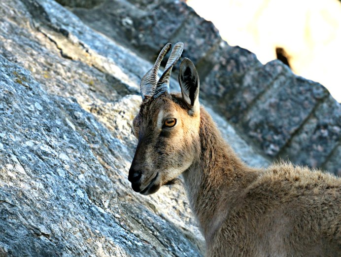 Серна Кавказская (Rupicapra Rupicapra Caucasica);