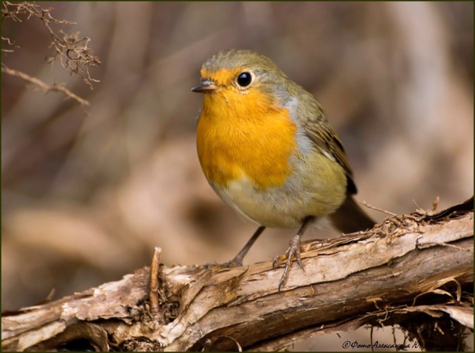 Yellow Warbler птица