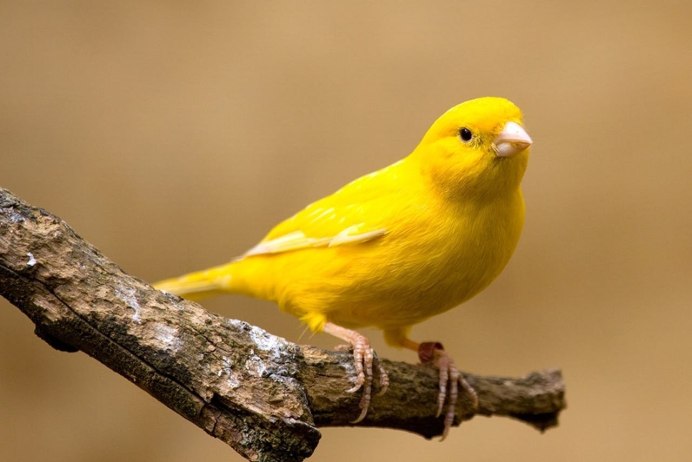 Жёлтая трясогузка (Motacilla Flava). Птицы Сибири