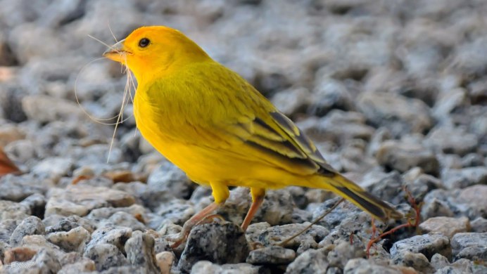 American Yellow Warbler