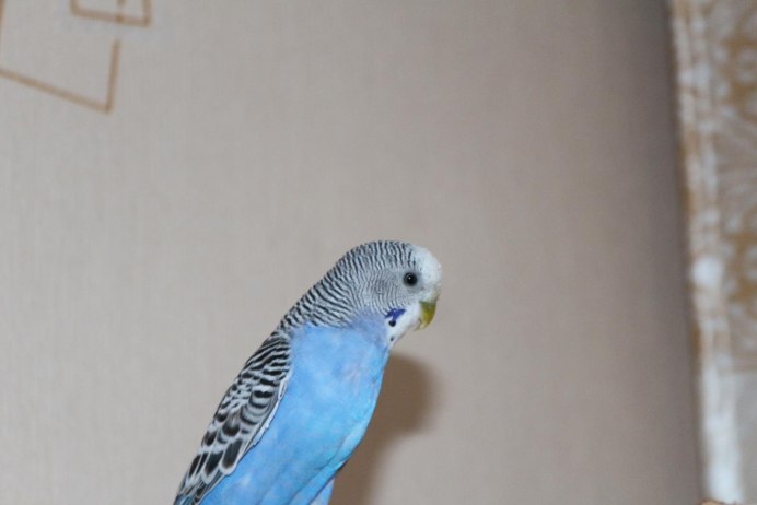 Попугай волнистый голубой мальчик