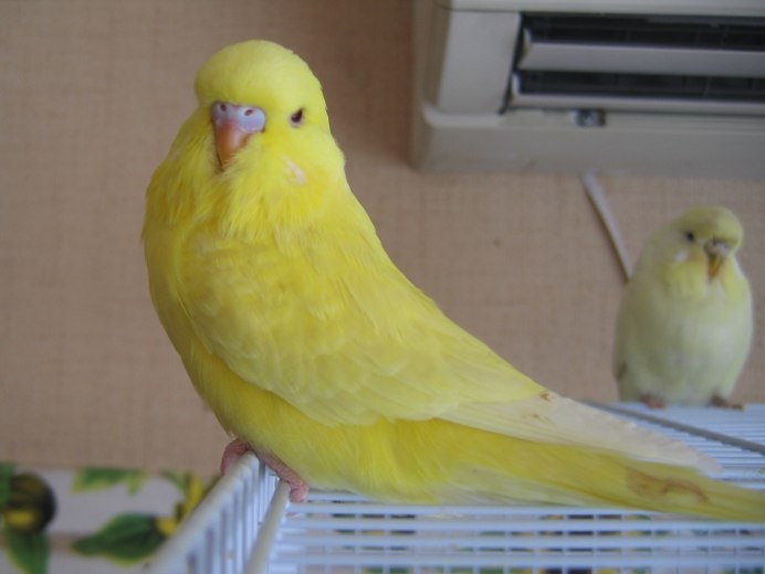 Волнистые попугаи малыши