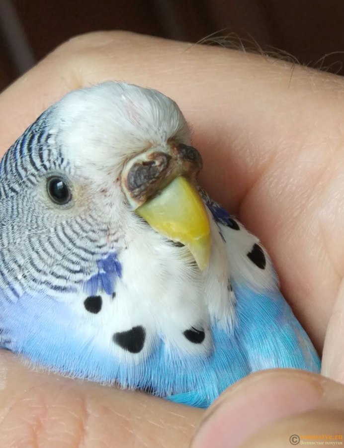 Пинто волнистый попугай