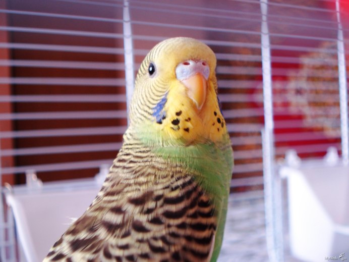 Волнистый попугай девочка