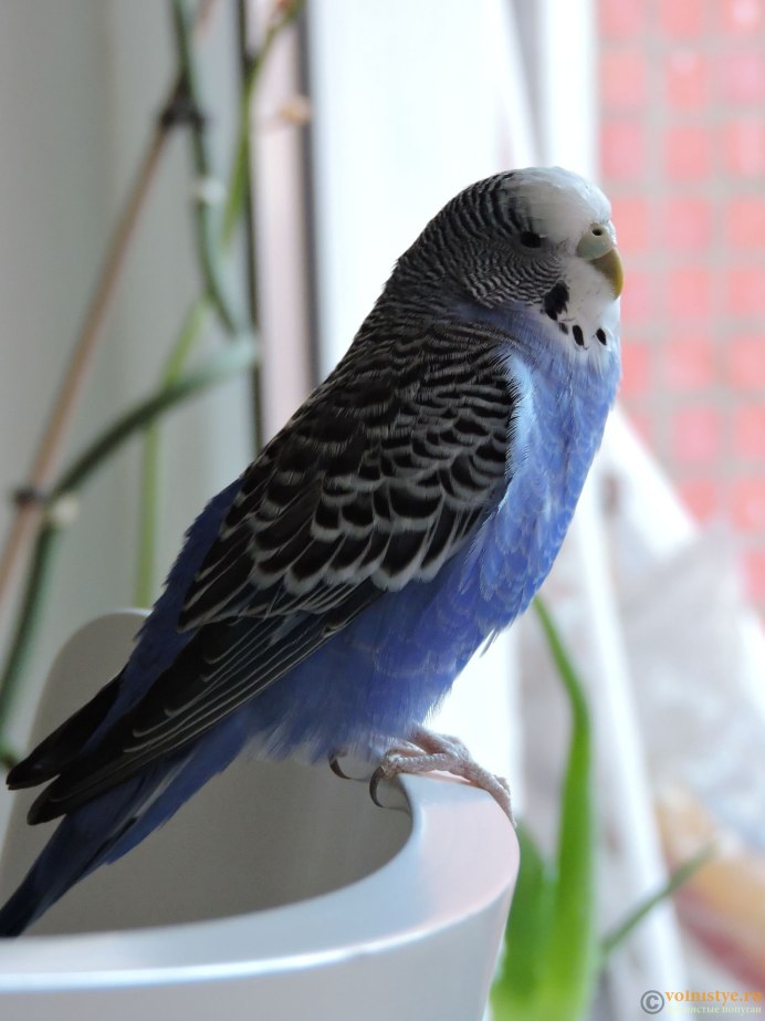 Волнистый попугайчик голубой мальчик