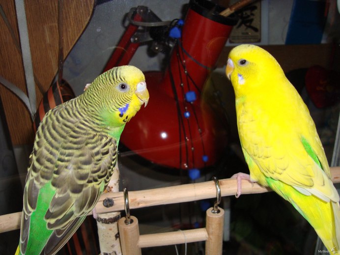 Восковица у волнистого попугая мальчика