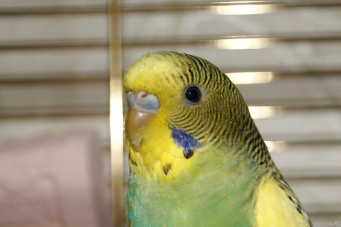 Селекция волнистых попугаев