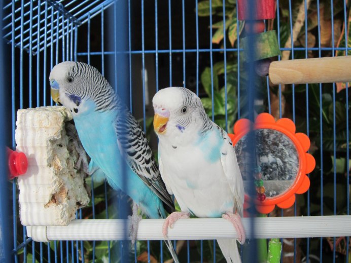 Волнистый попугайчик голубой