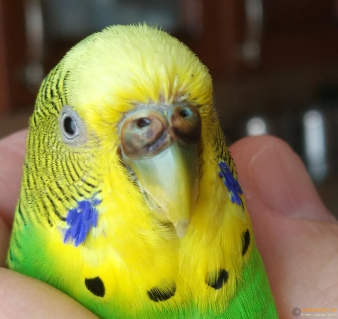 Лаймовый волнистый попугай