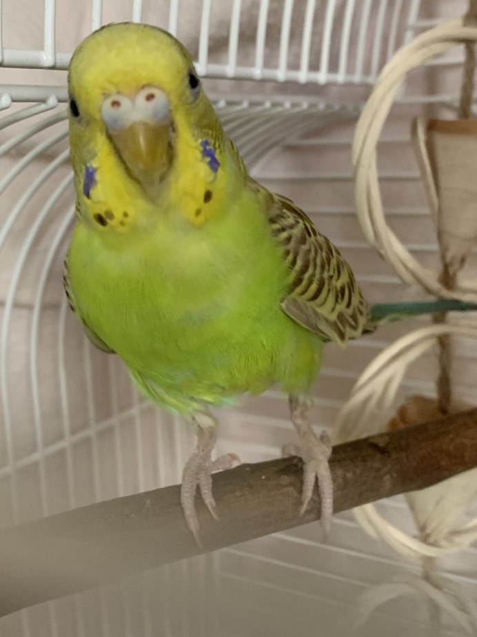 Попугай волнистый сидит