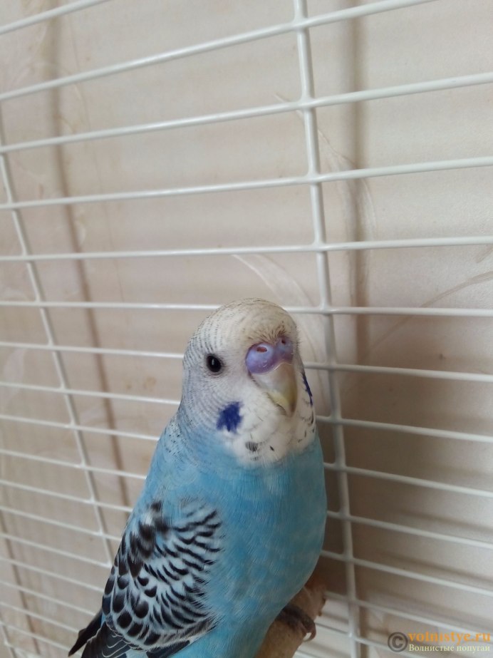 Зеленый самец волнистого попугая