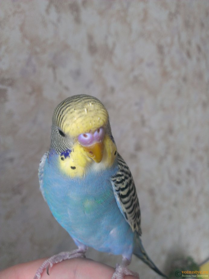 Восковица самки волнистого попугая