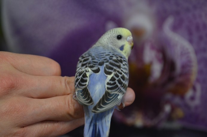 Попугай девочка