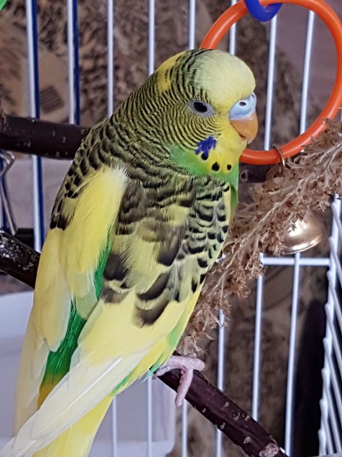 Восковица у волнистых попугаев пол