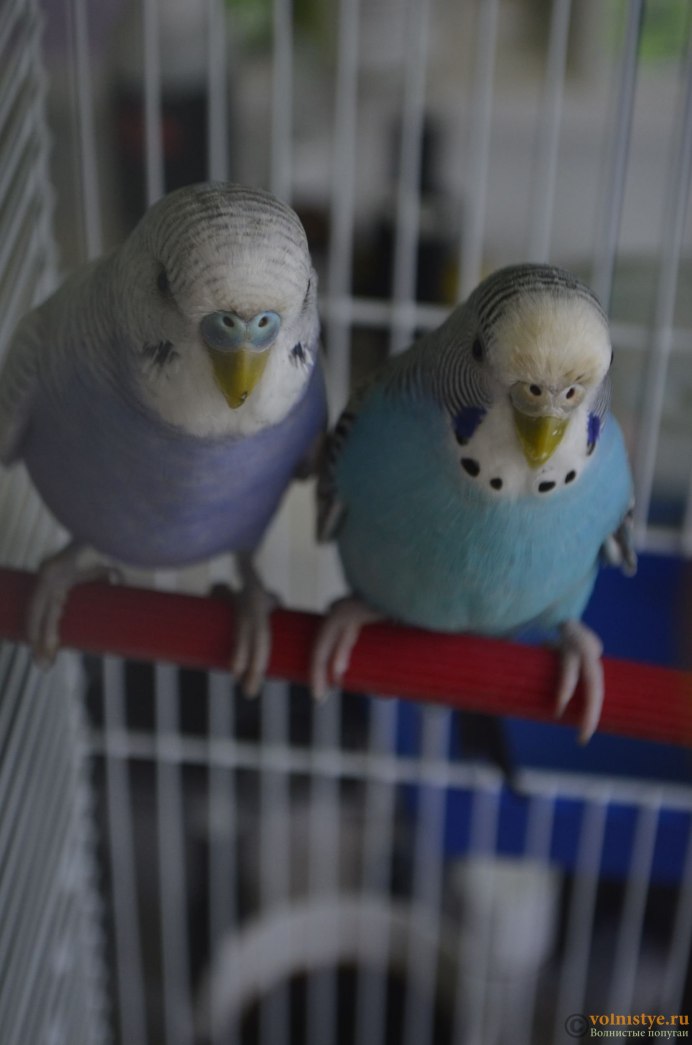 Пинто волнистый попугай