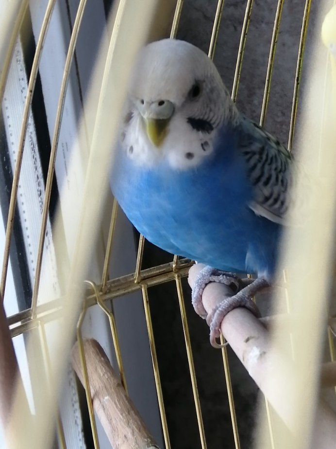 Попугаи волнистые попугайчики девочки