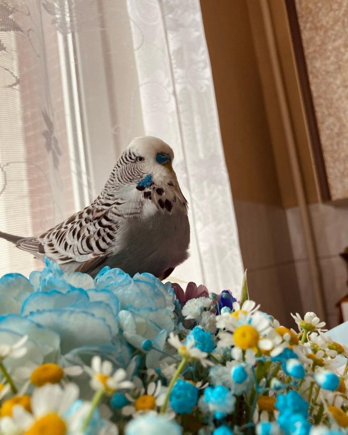 Волнистый попугайчик самец