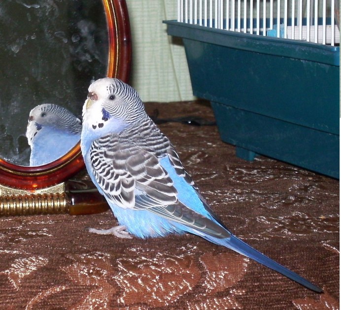 Попугай для детей