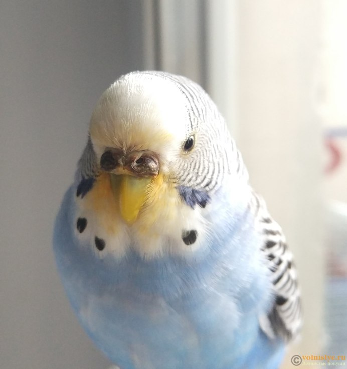Пинто волнистый попугай