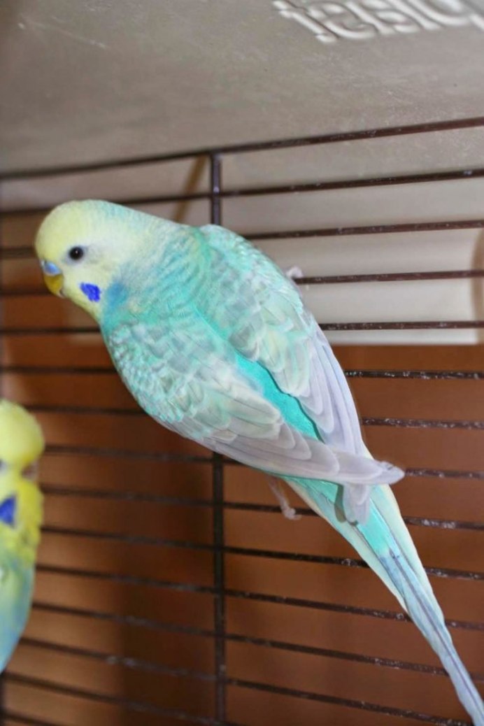 Волнистый попугай