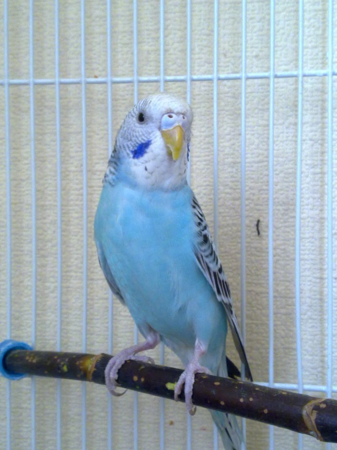 Маленькие попугаи