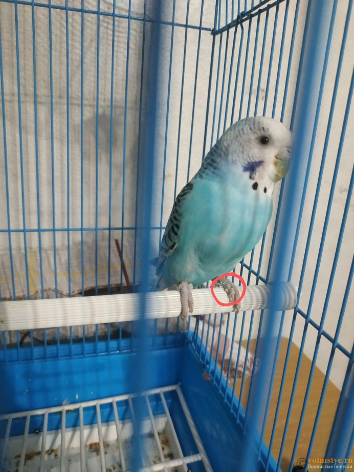 Самочка попугая