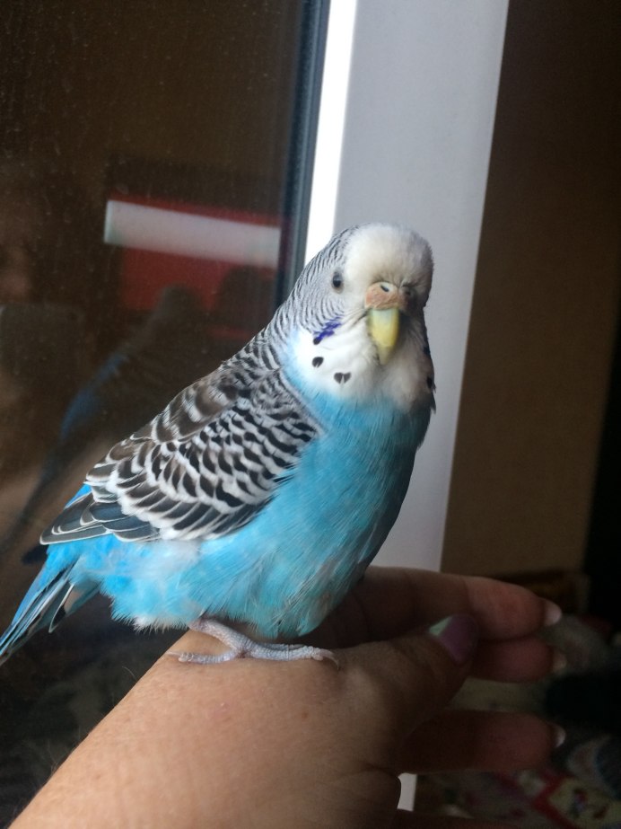 Волнистый попугай Петруша