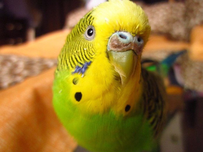 Волнистики черноклювики