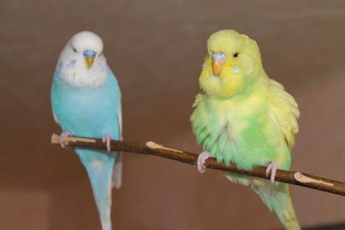 Птенец самка волнистого попугая