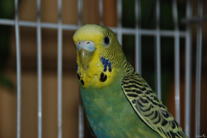 Голубеньки птенец волнистого попугай