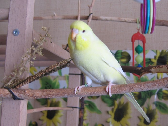 Волнистый попугай девочка