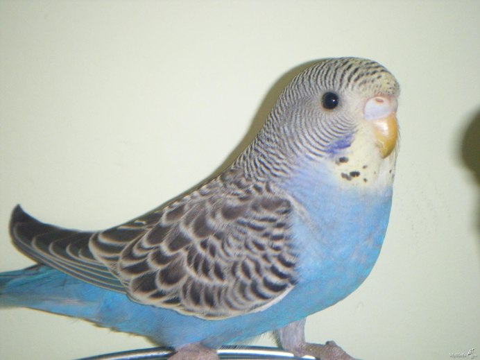 Восковица самочки волнистого попугая