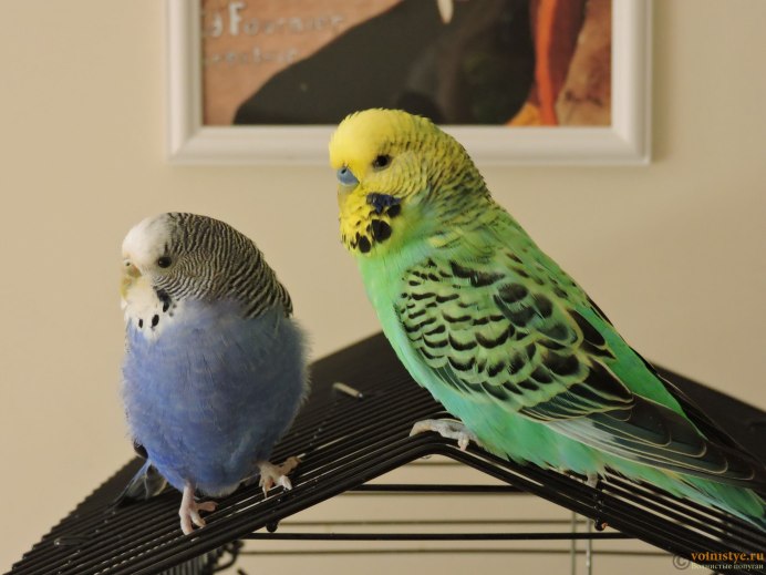 Волнистый попугайчик зеленый самец
