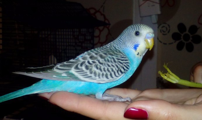 Взрослый волнистый попугай