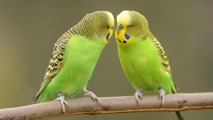 Восковицы у волнистых попугаев