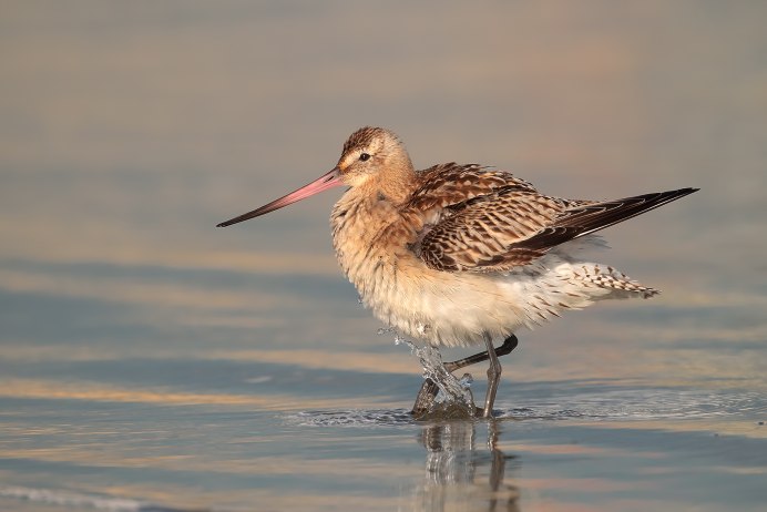 Кулик веретенник в полете