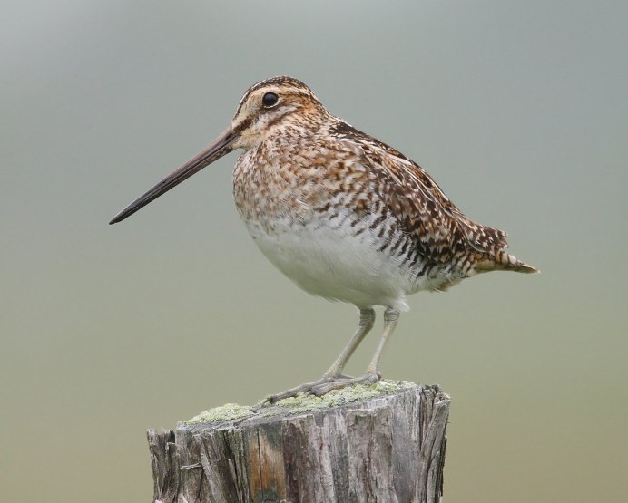 Гаршнеп летает